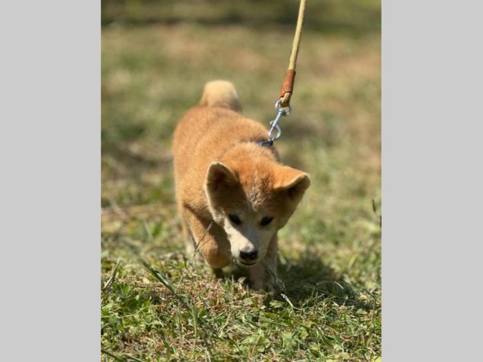japanska akita inu štenci besplatni mali oglasi