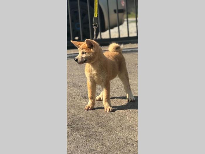 japanska akita inu štenci besplatni mali oglasi