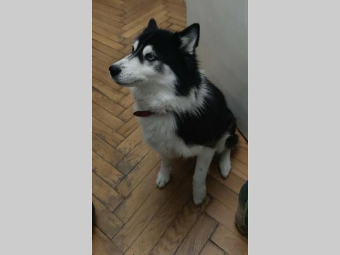 poklanjamo ženku haskija besplatni mali oglasi