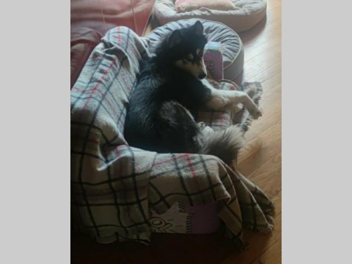 poklanjamo ženku haskija besplatni mali oglasi