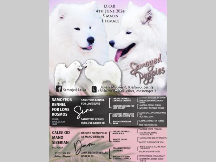samojed štenci besplatni mali oglasi