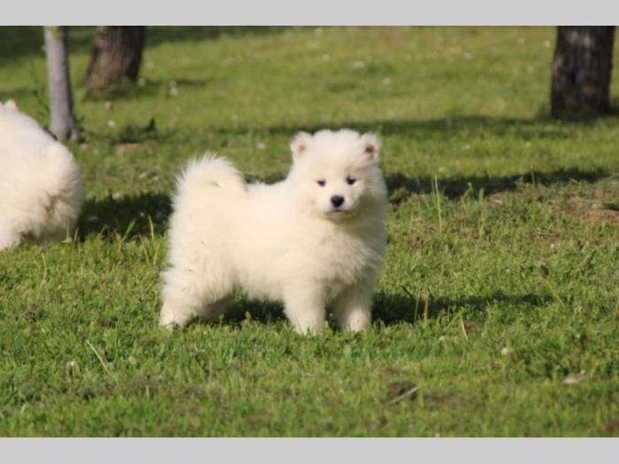 samojed štenci besplatni mali oglasi