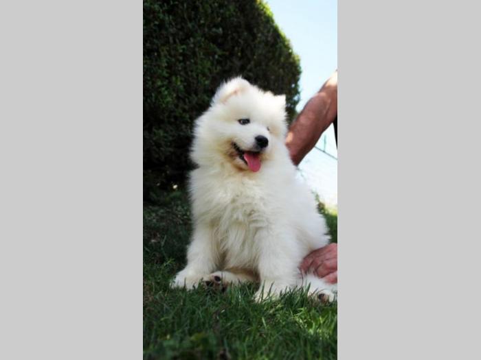 samojed štenci besplatni mali oglasi