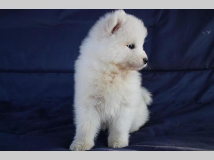 samojed štenci besplatni mali oglasi