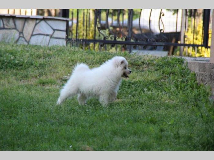 samojed štenci besplatni mali oglasi