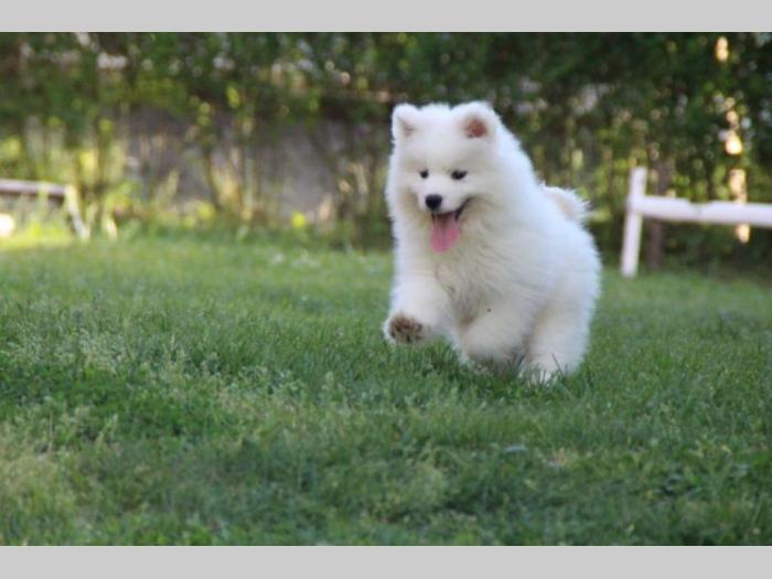 samojed štenci besplatni mali oglasi