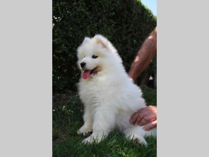 samojed štenci besplatni mali oglasi