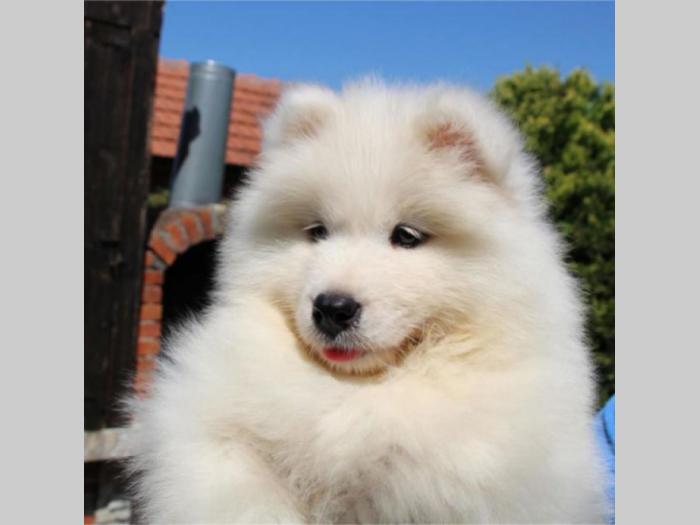 samojed štenci besplatni mali oglasi