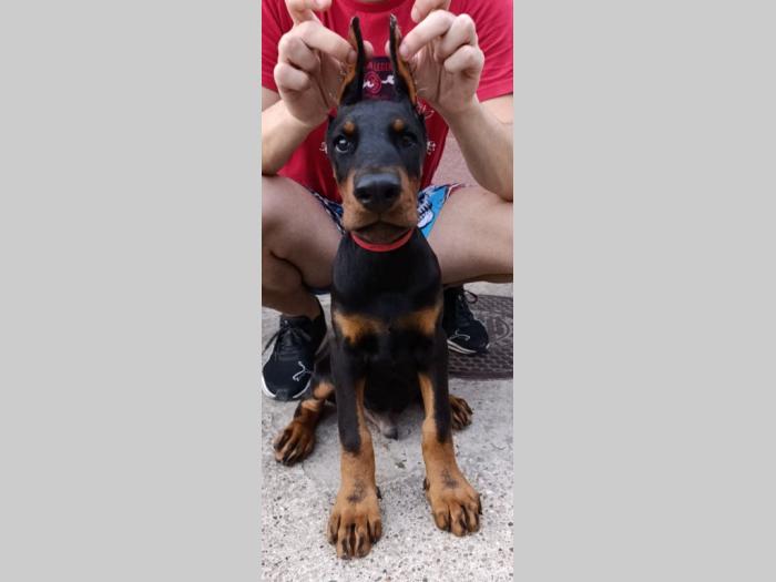 štenci dobermana besplatni mali oglasi