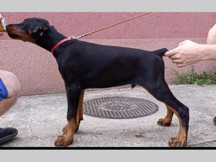 štenci dobermana besplatni mali oglasi