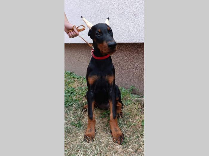 štenci dobermana besplatni mali oglasi
