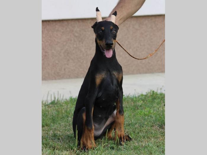 štenci dobermana besplatni mali oglasi