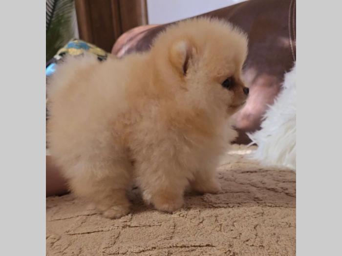 pomeranac bo štenci besplatni mali oglasi