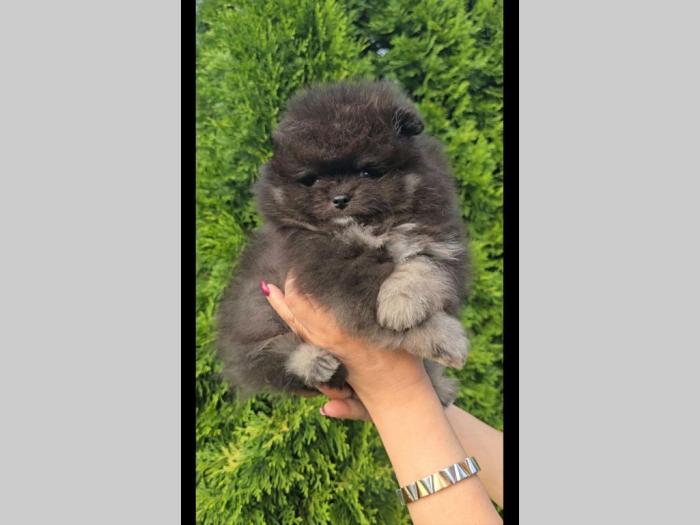 pomeranac bo štenci besplatni mali oglasi