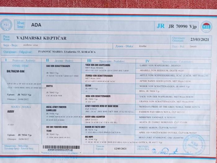 vajmarski ptičar čistokrvni štenci besplatni mali oglasi