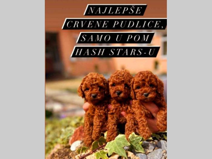 najlepši štenci tzv toy pudle besplatni mali oglasi