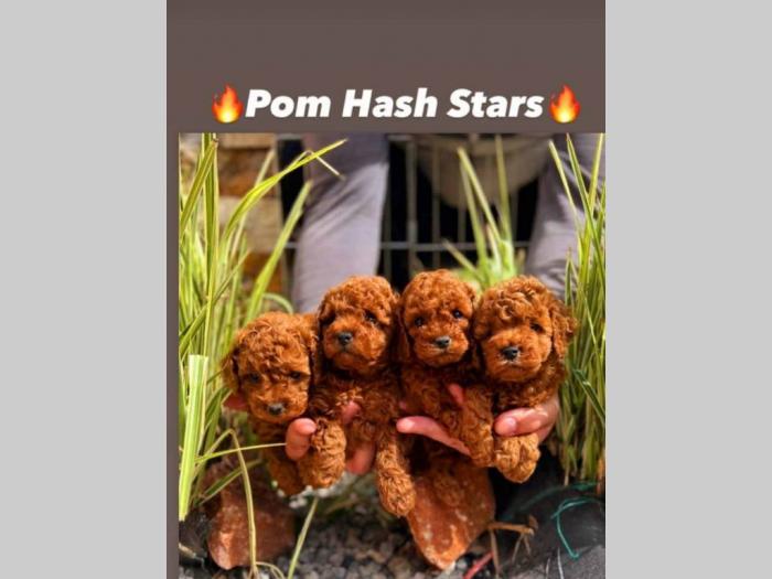 najlepši štenci tzv toy pudle besplatni mali oglasi