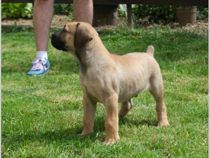 boerboel južnoafrički mastif štenci besplatni mali oglasi