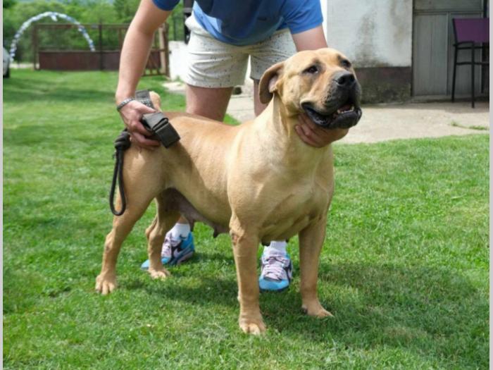 boerboel južnoafrički mastif štenci besplatni mali oglasi