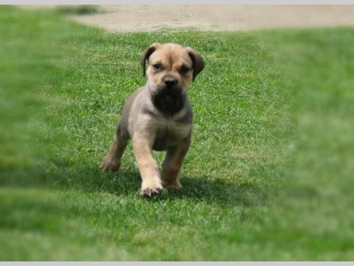 boerboel južnoafrički mastif štenci besplatni mali oglasi