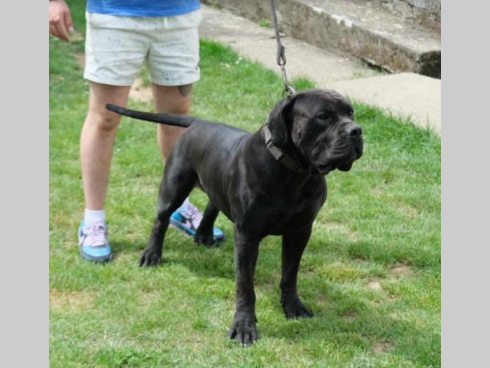 boerboel južnoafrički mastif štenci besplatni mali oglasi