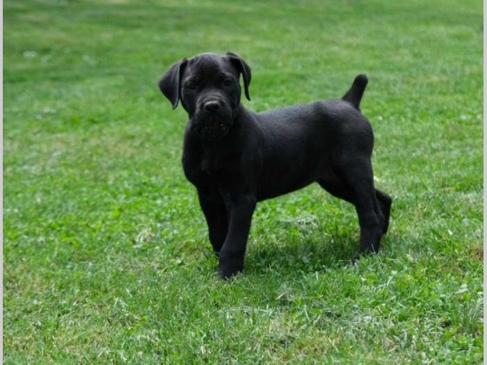 boerboel južnoafrički mastif štenci besplatni mali oglasi