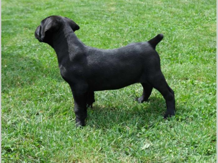 boerboel južnoafrički mastif štenci besplatni mali oglasi