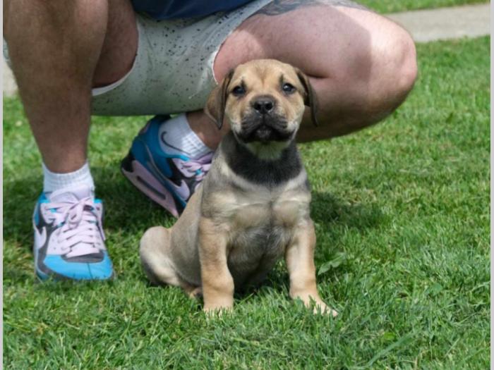 boerboel južnoafrički mastif štenci besplatni mali oglasi
