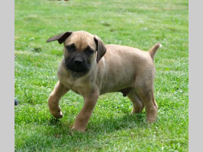 boerboel južnoafrički mastif štenci besplatni mali oglasi