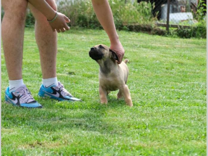 boerboel južnoafrički mastif štenci besplatni mali oglasi
