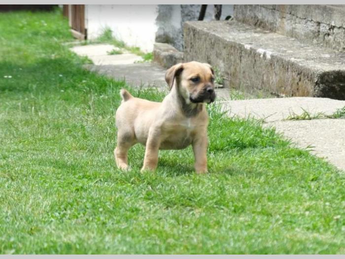 boerboel južnoafrički mastif štenci besplatni mali oglasi