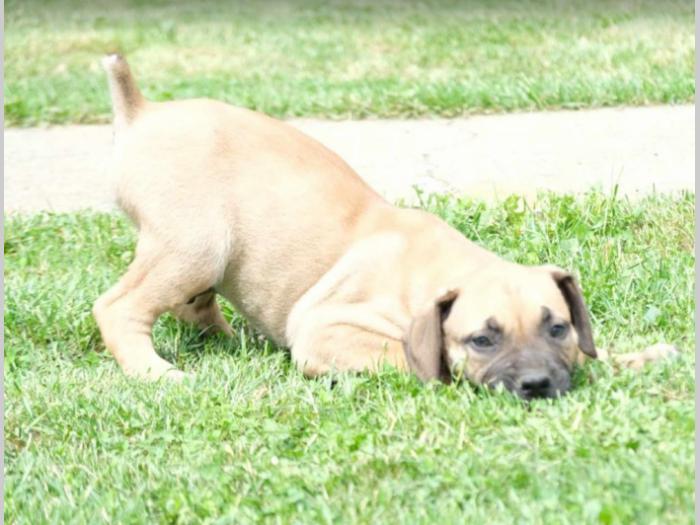 boerboel južnoafrički mastif štenci besplatni mali oglasi