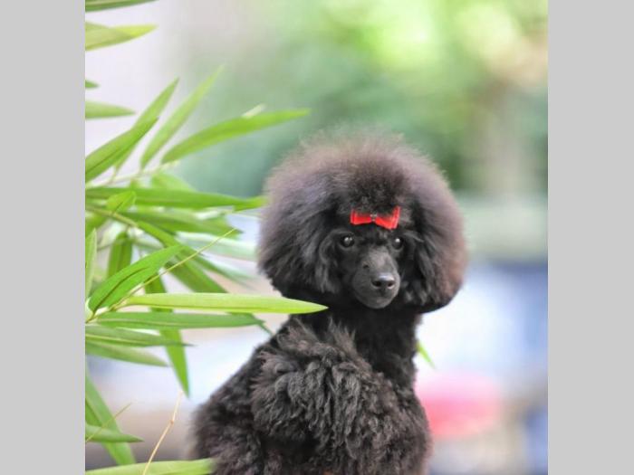 toy pudla besplatni mali oglasi