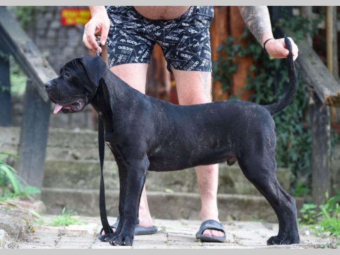 kane korso mužjak besplatni mali oglasi
