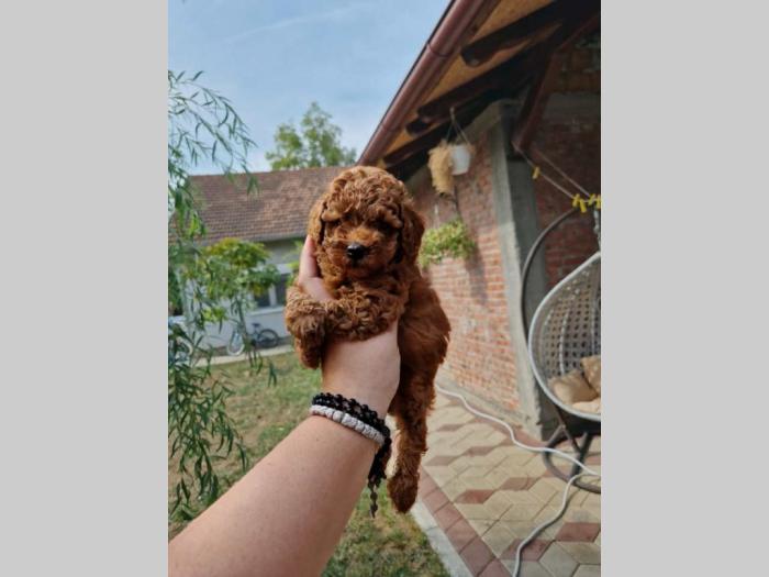 malene tzv toy pudle crvene boje besplatni mali oglasi