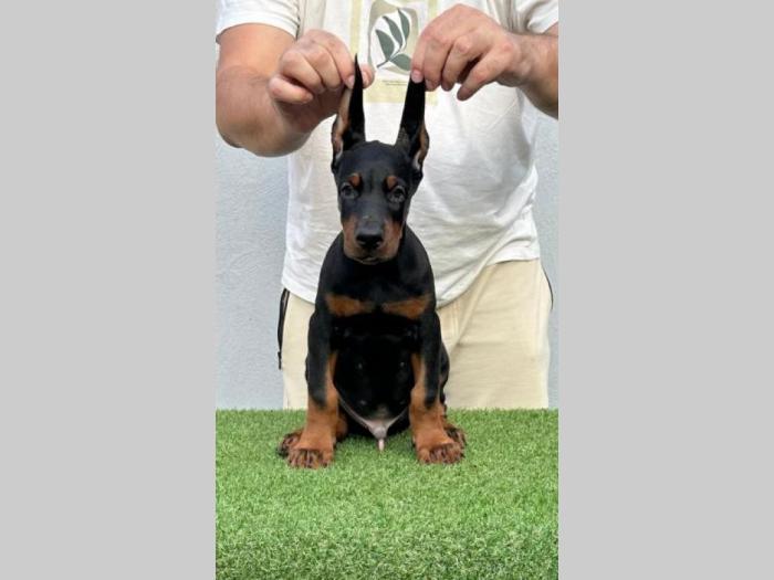 doberman prelepi štenci besplatni mali oglasi