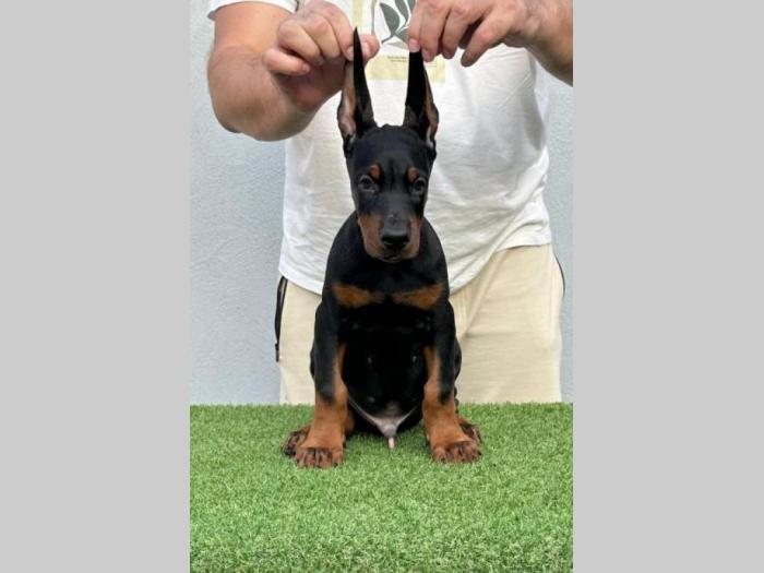 doberman prelepi štenci besplatni mali oglasi