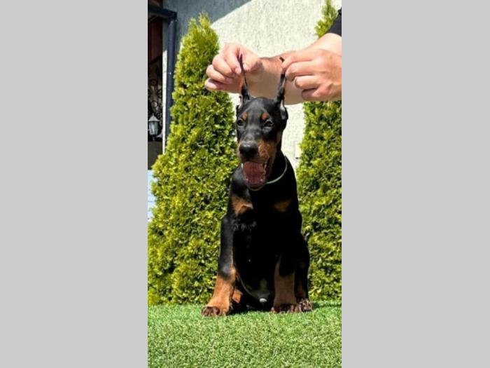 doberman prelepi štenci besplatni mali oglasi