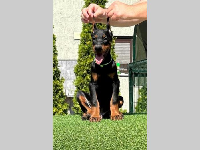 doberman prelepi štenci besplatni mali oglasi