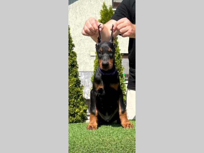 doberman prelepi štenci besplatni mali oglasi