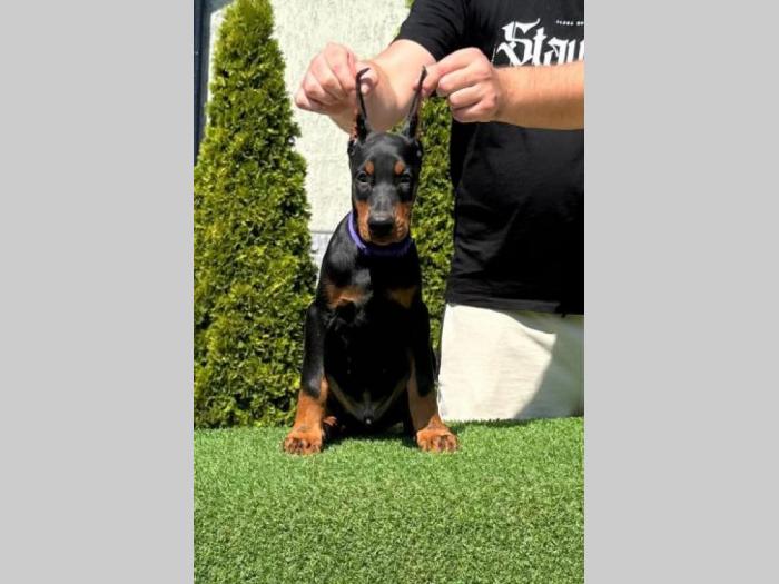 doberman prelepi štenci besplatni mali oglasi
