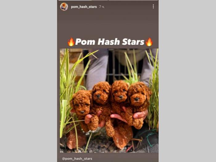 najlepši štenci toy pudle besplatni mali oglasi