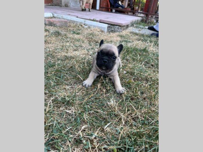 francuski buldog štenci besplatni mali oglasi