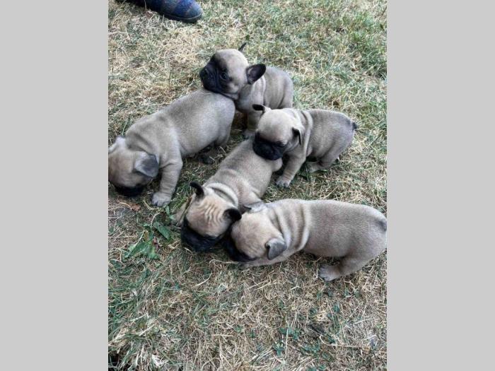 francuski buldog štenci besplatni mali oglasi