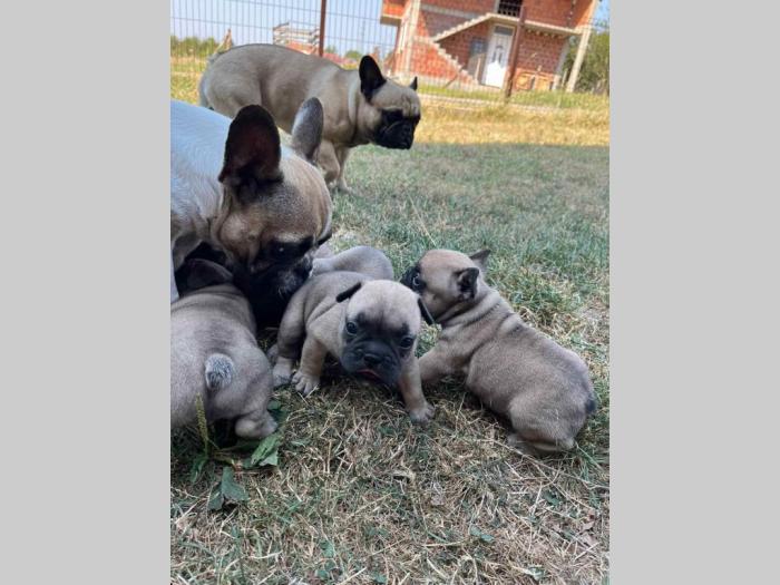 francuski buldog štenci besplatni mali oglasi