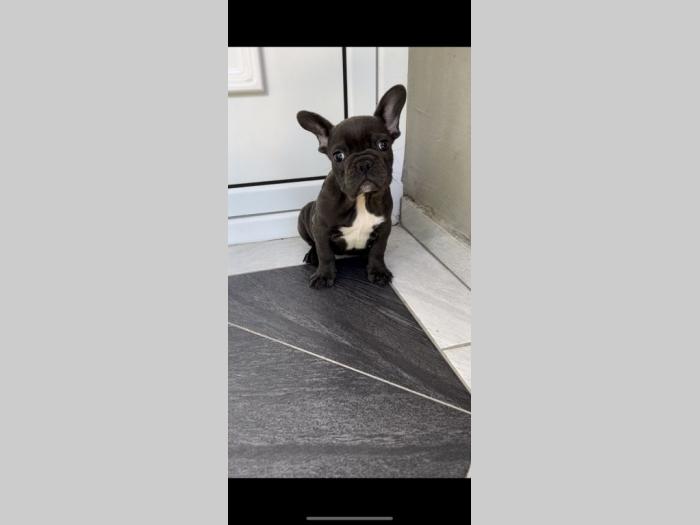 francuski buldog plava ženkica besplatni mali oglasi
