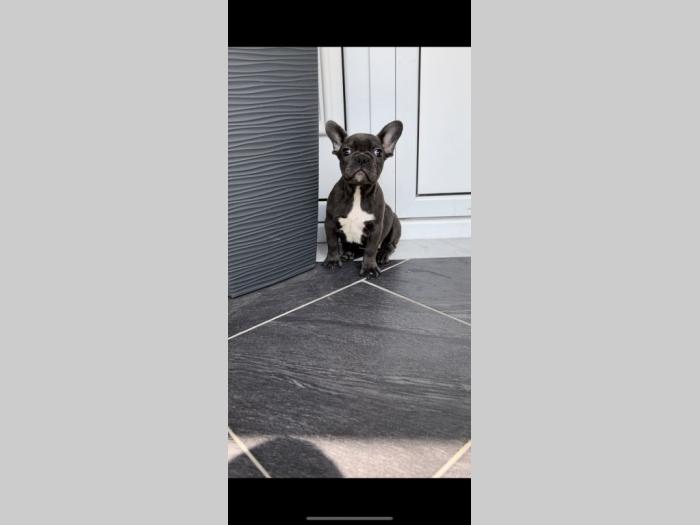 francuski buldog plava ženkica besplatni mali oglasi