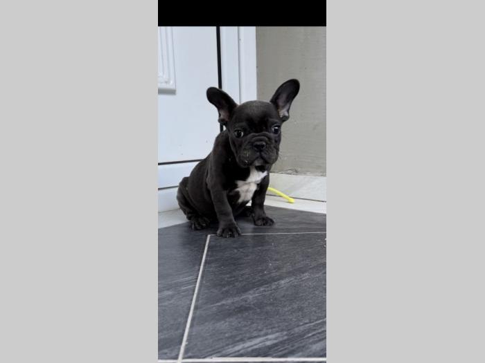 francuski buldog plava ženkica besplatni mali oglasi