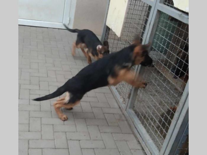 nemački ovčar top štenci besplatni mali oglasi