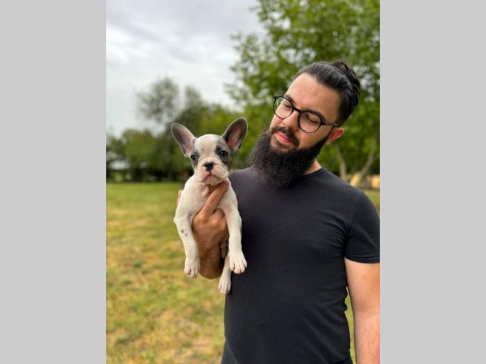 francuski buldog prelepi štenci besplatni mali oglasi